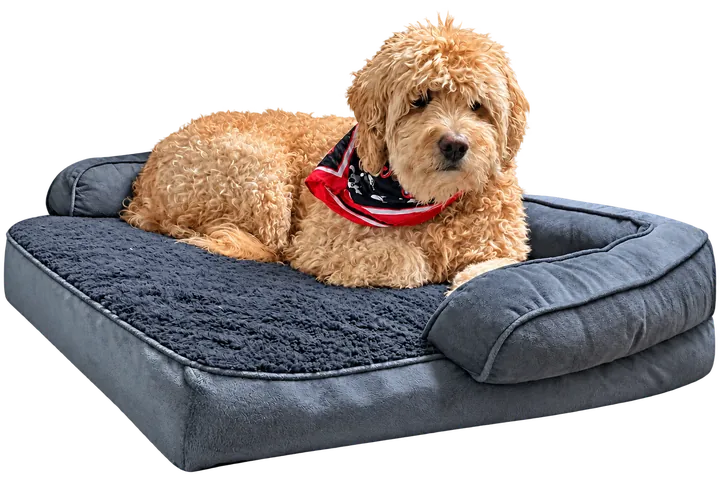 Tucker, a golden doodle wearing a pirate bandana, resting on a gray dog bed